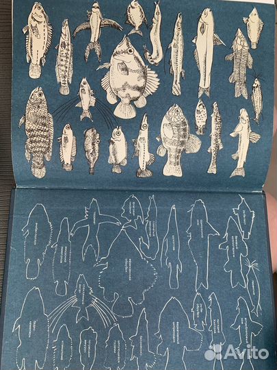 Экзотические рыбы А.М.Кочетов