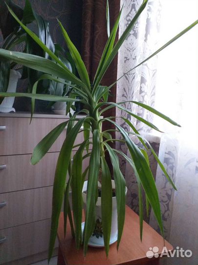 Пальма юкка