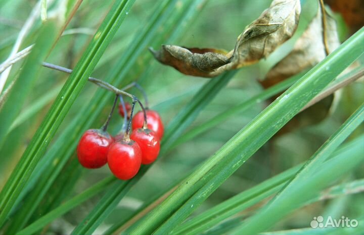 Сканировани фотопленок на Nikon coolscan 5000 ED