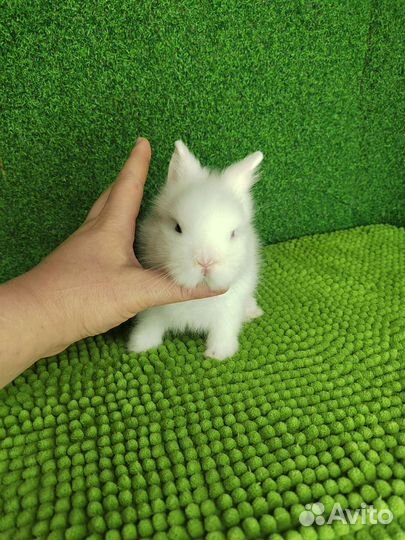 Кроли/Август-Сентябрь/Мини