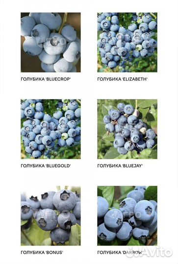 Саженцы ягодных кустарников