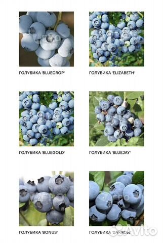 Саженцы ягодных кустарников