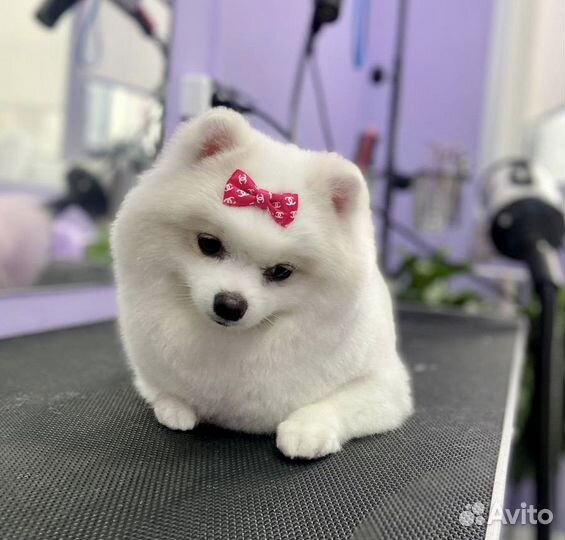 Стрижка собак экспресс линька бритье