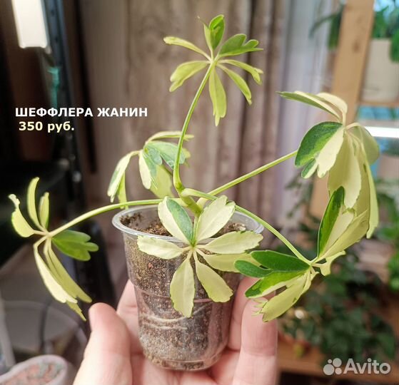 Растения (хойя триколор, шеффлера, оксалис)