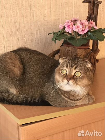 Вислоухий кот на вязку