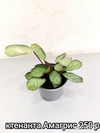 Комнатные растения