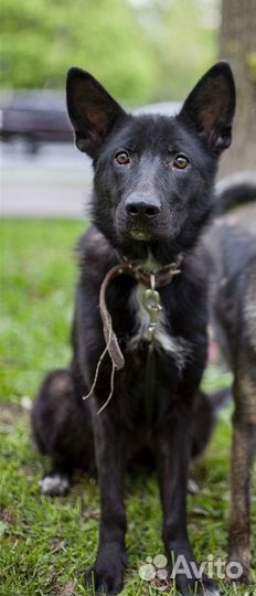 Немецкая чёрная овчарка, метис в добрые руки