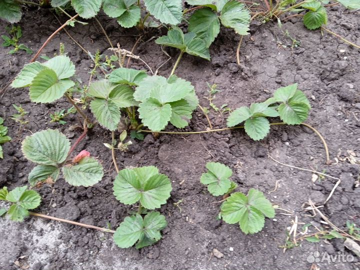 Саженцы клубники Сенсация