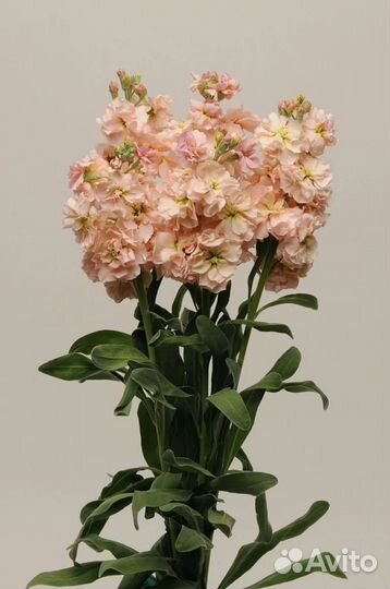 Царственный и ароматный Левкой(Маттиола)