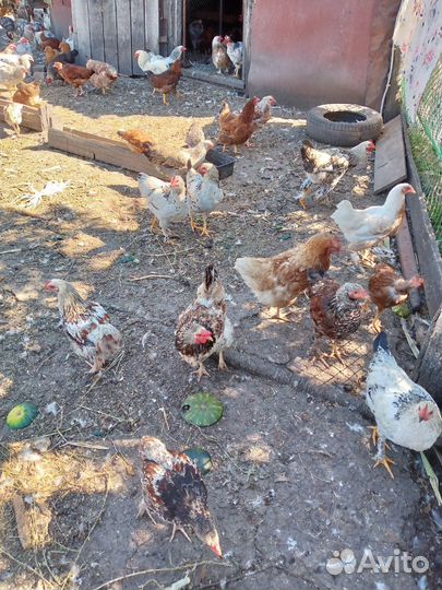 Продам кур молодок