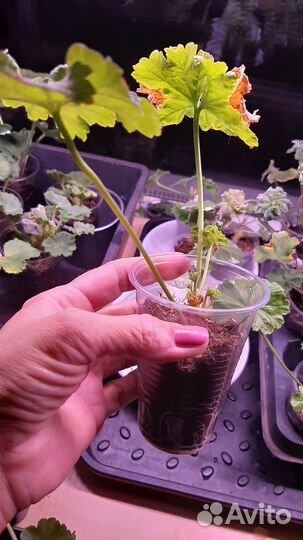 Пеларгония герань сортовая