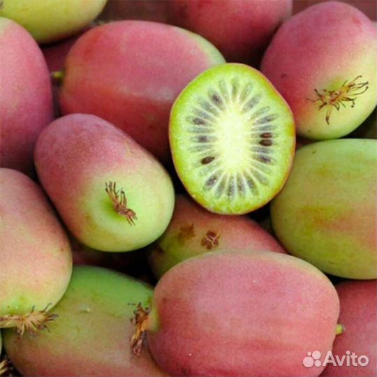 Актинидия (киви) аргута саженцы