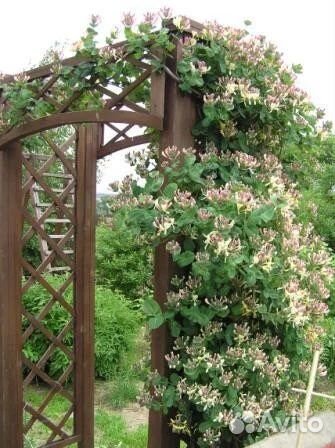 Жимолость ароматная каприфоль