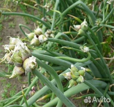 Многоярусный многолетний лук