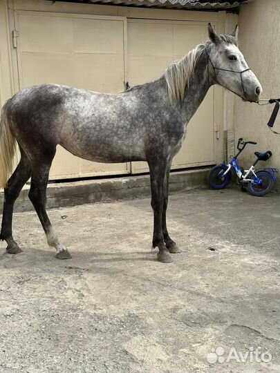 Продается кобыла