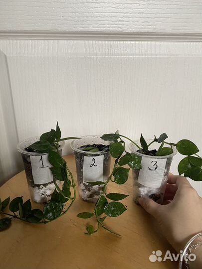 Хойи и дисхидии