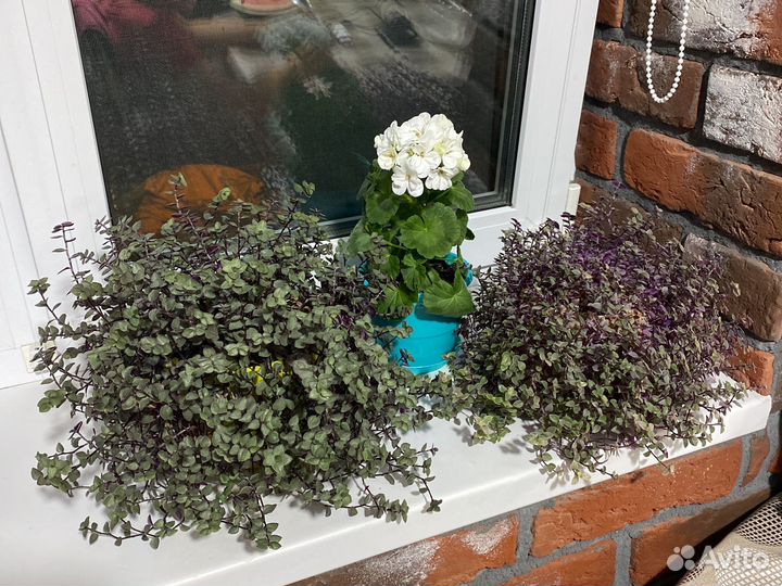 Традесканция мини