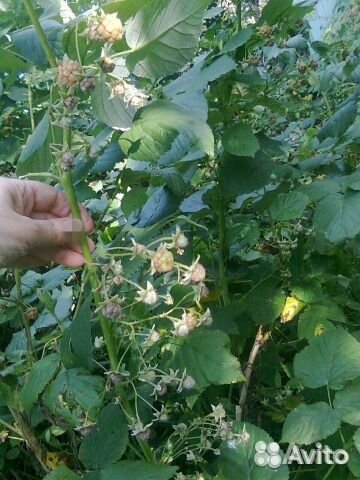 Саженцы ремонтантной малины, ароматная. Ежевика