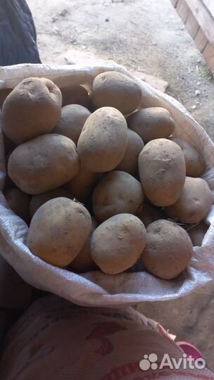 Крупный картофель