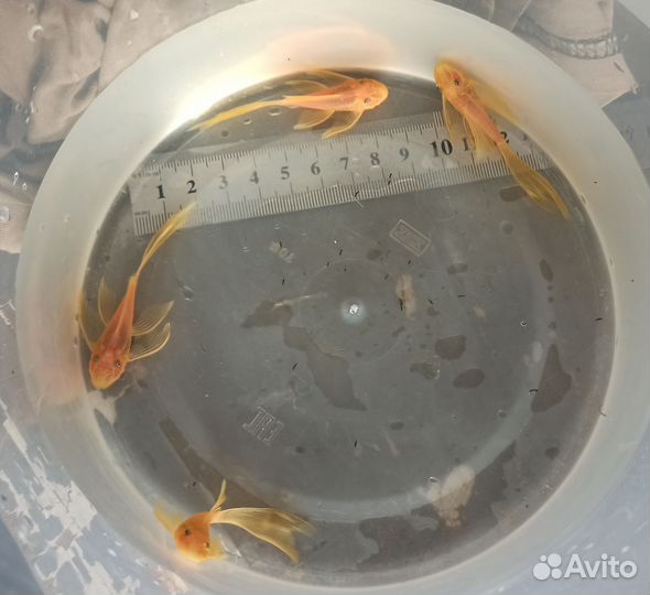 Номерные сомы