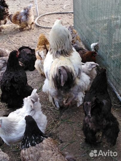 Петухи 