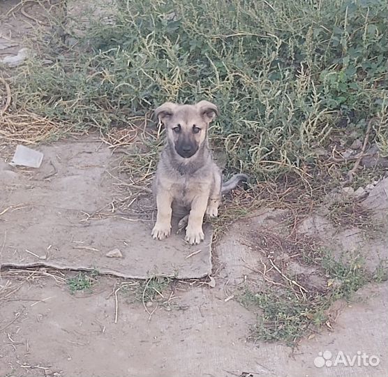Щенок мальчик в добрые руки