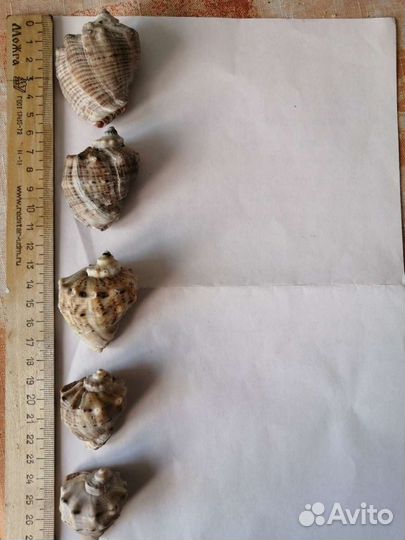 Ракушка рапан