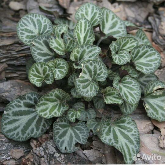 Фиалка корейская