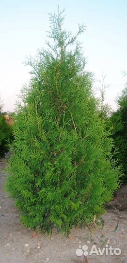 Хвойные растения