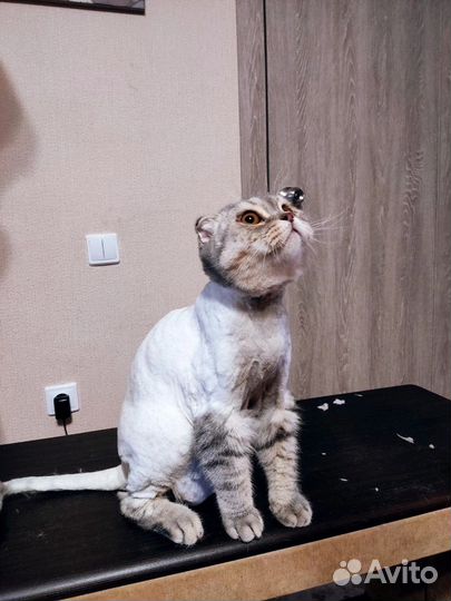 Груминг кошек с выездом на дом без наркоза