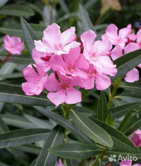 Олеандр саженцы