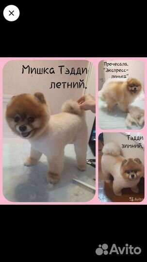 Стрижка собак и кошек в Сочи