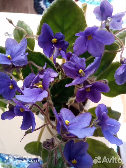 Фиалка в горшках