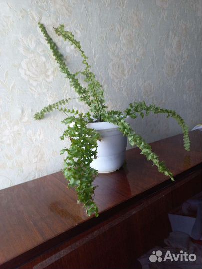 Папоротник комнатный для офиса