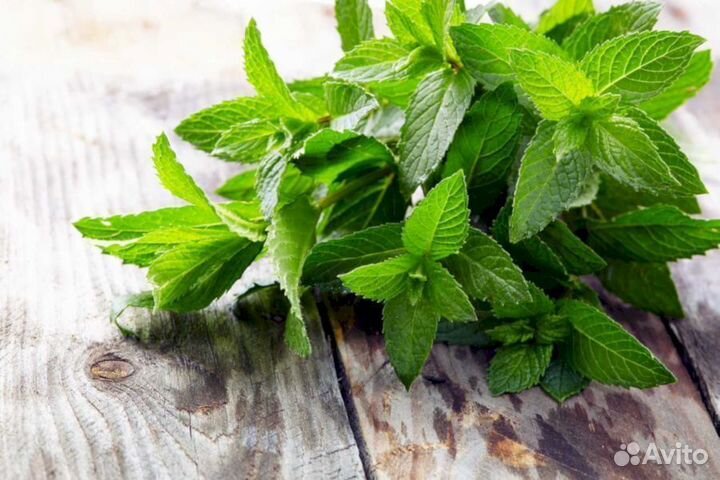 Мята перечная