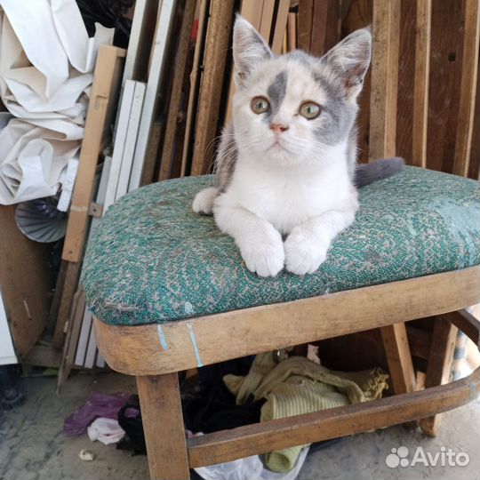 Котята отдам бесплатно