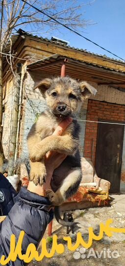 Щенки в добрые руки