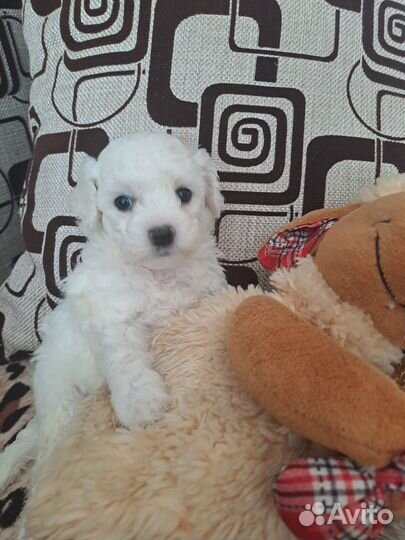 Щенки бишон фризе