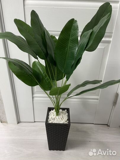 Банановая пальма