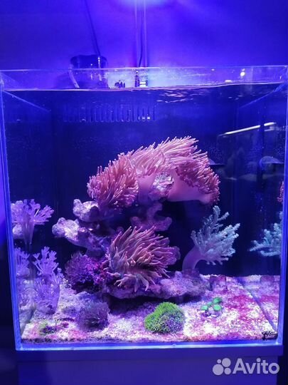 Морской аквариум комплект