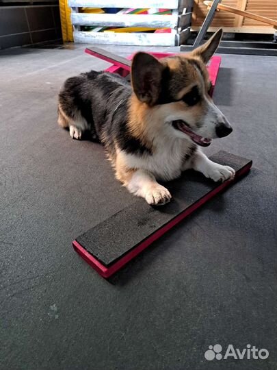 Услуги кинолога