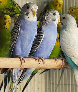 Красивые волнистые попугайчики