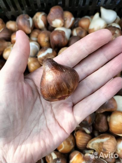 Луковицы тюльпанов оптом 10/11