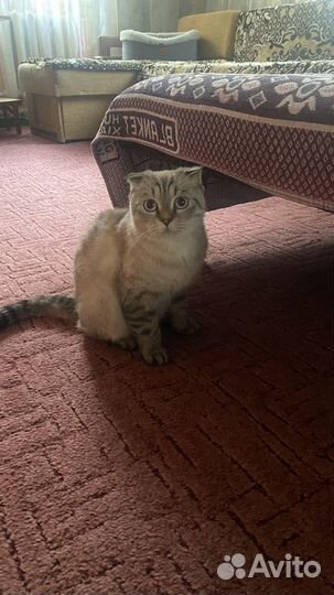 Кошечка вислоухая