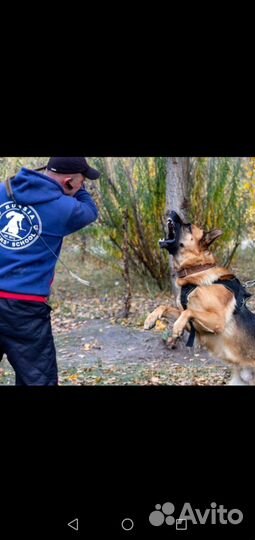 Немецкая овчарка