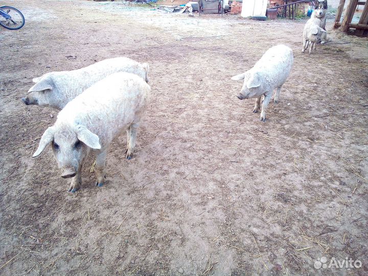 Венгерская мангалица