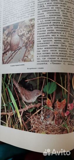 Лесная энциклопедия