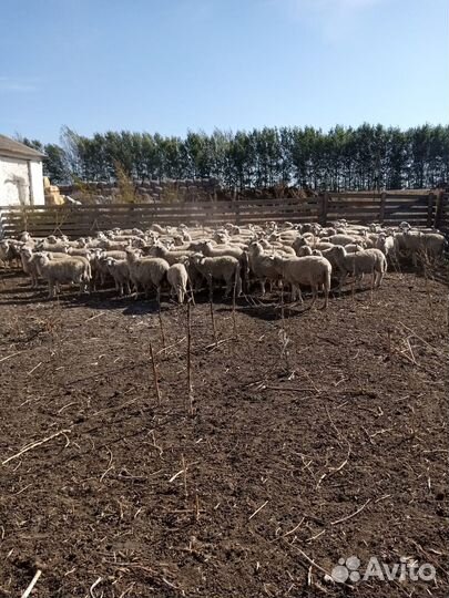 Овцы бараны ягнята романовские