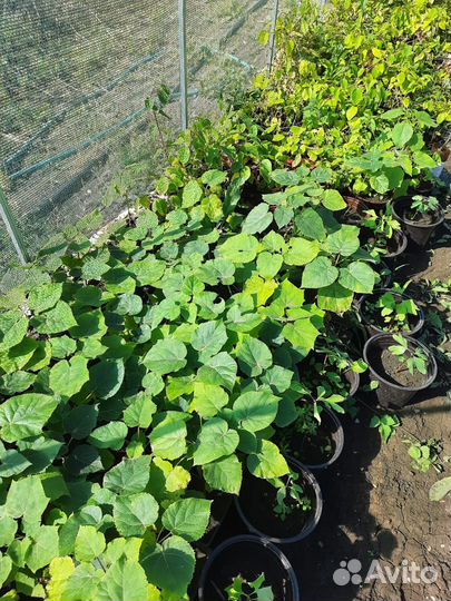 Саженцы павловния