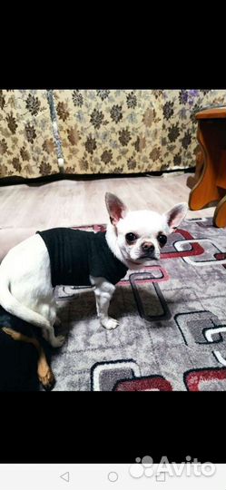 Вязка белого чихуахуа. Мини. Челябинск